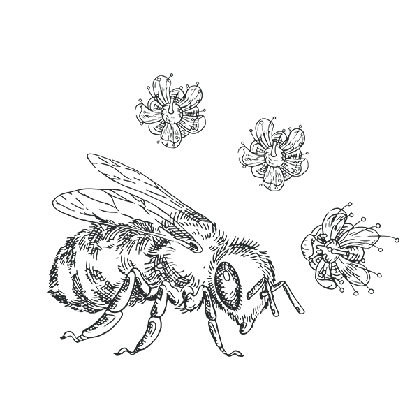 best-manuka-honey-brand