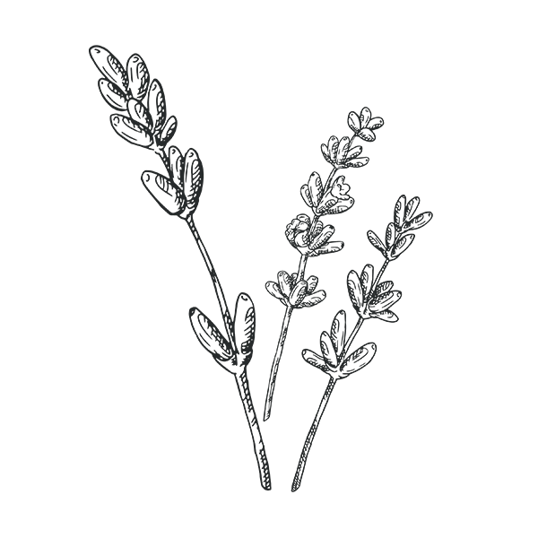 sustainably-sourced-manuka-honey